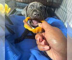 Small #1 American Staffordshire Terrier Mix