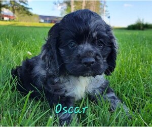 Cocker Spaniel Puppy for sale in DORCHESTER, WI, USA