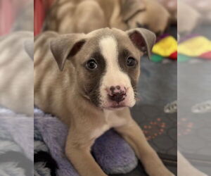 Borador Dogs for adoption in Lakewood, CO, USA
