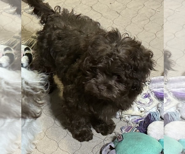 Medium Photo #2 Shih-Poo Puppy For Sale in GLOUCESTER, VA, USA