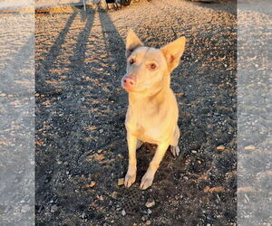 BARBIE - Female Australian Kelpie-Labrador Retriever Mix Dog for Adoption - Photo #4