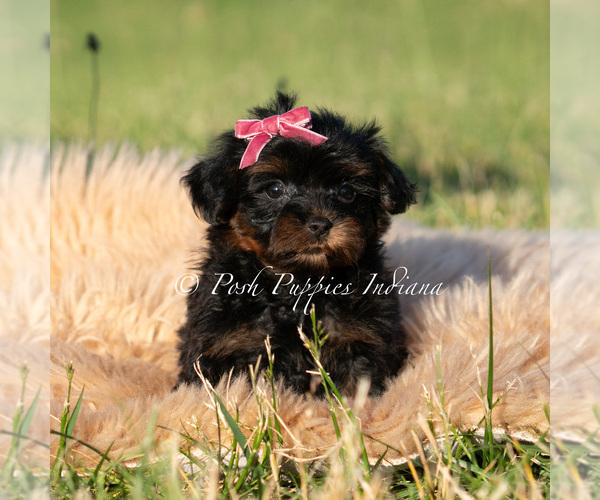 Medium Photo #6 Maltipoo (Miniature) Puppy For Sale in WARSAW, IN, USA