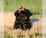 Small Photo #6 Maltipoo (Miniature) Puppy For Sale in WARSAW, IN, USA