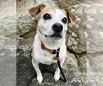 Small #1 Beagle Mix