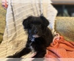 Small Photo #2 YorkiePoo Puppy For Sale in LAWRENCE, MI, USA