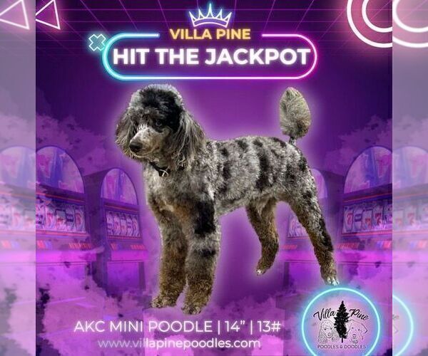 Medium Photo #1 Bernedoodle (Miniature) Puppy For Sale in DENVER, PA, USA