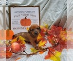 Small Photo #2 Dachshund Puppy For Sale in LADY LAKE, FL, USA