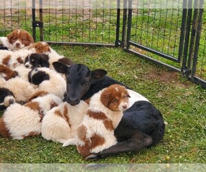 Karakachan Puppy for sale in ROCKVALE, TN, USA