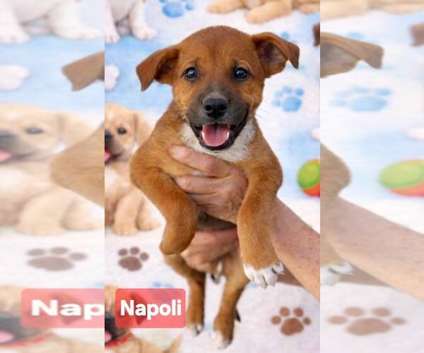 Medium Photo #2 Mutt Puppy For Sale in Pompano Beach , FL, USA