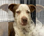 Small Photo #33 Mutt Puppy For Sale in Pompano Beach , FL, USA