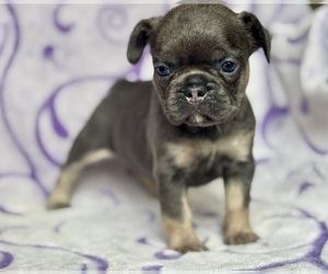 French Bulldog Puppy for sale in NEWTON, NJ, USA