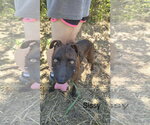 Small Photo #9 Labrador Retriever-Unknown Mix Puppy For Sale in Farmerville, LA, USA
