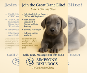 Great Dane Puppy for sale in STEWART, MS, USA