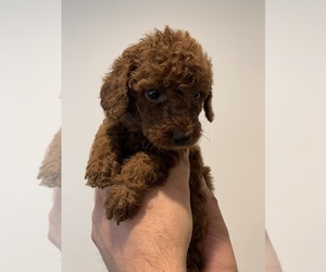 Poodle (Miniature) Puppy for sale in CUPERTINO, CA, USA