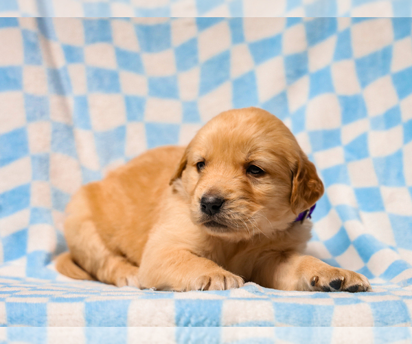 Medium Photo #2 Golden Retriever Puppy For Sale in LIBERTY, KY, USA