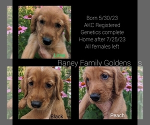 Golden Retriever Puppy for sale in LABADIE, MO, USA