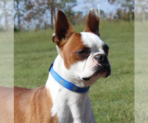 Father of the Boston Terrier puppies born on 03/13/2026