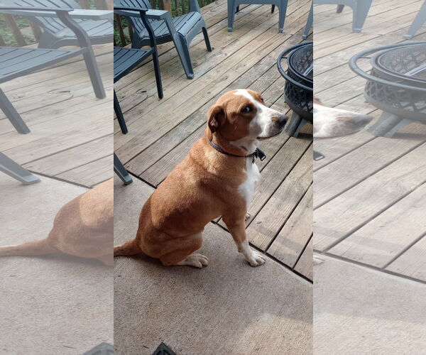 Medium Photo #2 Coonhound-Labrador Retriever Mix Puppy For Sale in Rustburg, VA, USA