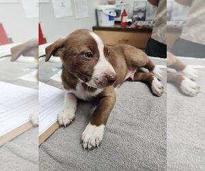 Border Collie Dogs for adoption in Minneapolis, MN, USA