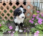 Small Photo #3 Bernedoodle Puppy For Sale in WEST BRANCH, MI, USA