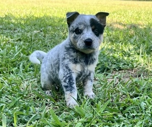 Australian Cattle Dog Puppy for sale in CENTRAL, SC, USA