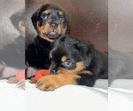 Small #3 Rottweiler