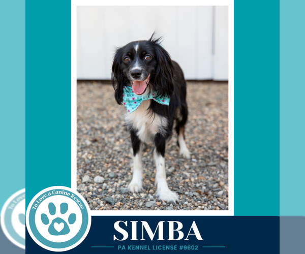 Medium Photo #11 Australian Shepherd-Colonial Cocker Spaniel Mix Puppy For Sale in Kimberton, PA, USA