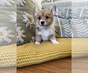 Pembroke Welsh Corgi Puppy for sale in SOUTHPORT, IN, USA