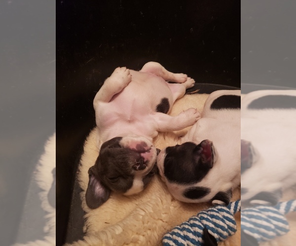 Medium Photo #3 French Bulldog Puppy For Sale in BONE CAVE, TN, USA
