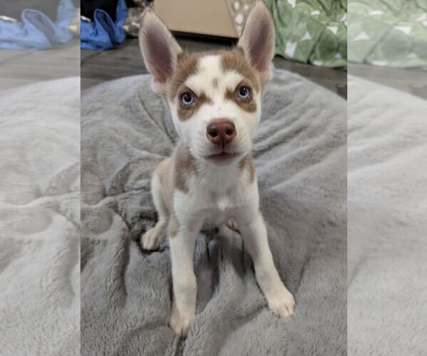 Medium Photo #3 Siberian Husky Puppy For Sale in PIPE CREEK, TX, USA