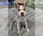 Small #2 Siberian Husky