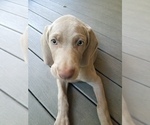 Small Photo #9 Weimaraner Puppy For Sale in BLOOMINGTON, IN, USA