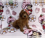Small #5 Cavapoo (Miniature)