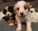 Small #2 Bernedoodle (Miniature)