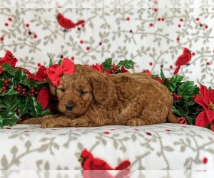 Medium Goldendoodle (Miniature)