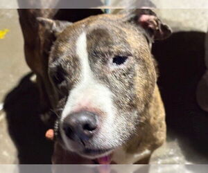 German Shepherd Dog-Unknown Mix Dogs for adoption in Tulsa, OK, USA