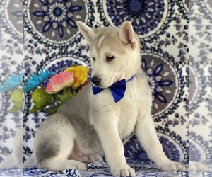 German Shepherd Dog-Siberian Husky Mix Puppy for sale in LANCASTER, PA, USA