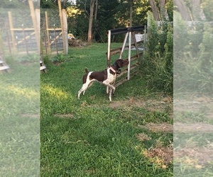 Mother of the German Shorthaired Pointer puppies born on 07/10/2019