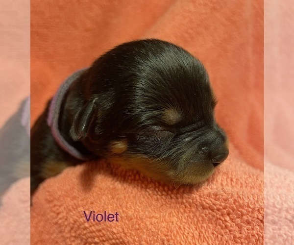 Medium Photo #2 Rottweiler Puppy For Sale in FAYETTEVILLE, PA, USA