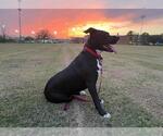 Small #46 American Staffordshire Terrier Mix