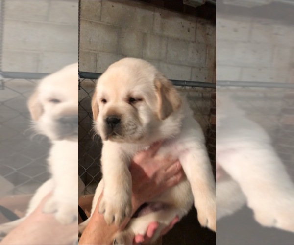 Medium Photo #6 Labrador Retriever Puppy For Sale in SOUTHMONT, NC, USA