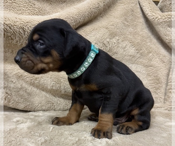 Medium Photo #17 Doberman Pinscher Puppy For Sale in NEWTON, NC, USA