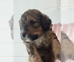Puppy Puppy 2 Chip Bernedoodle