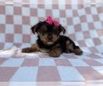 Image preview for Ad Listing. Nickname: Tazzy
