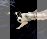 Puppy Puppy 2 Alaskan Husky-American Pit Bull Terrier Mix