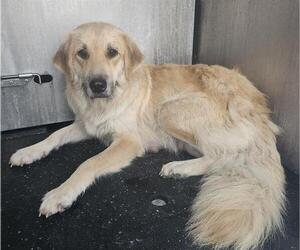 Great Pyrenees-Unknown Mix Dogs for adoption in San Antonio, TX, USA