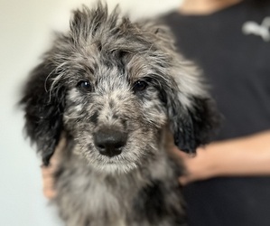 Bernedoodle Puppy for sale in GILBERT, AZ, USA