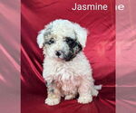 Small Photo #6 Bernedoodle (Miniature) Puppy For Sale in CANON CITY, CO, USA