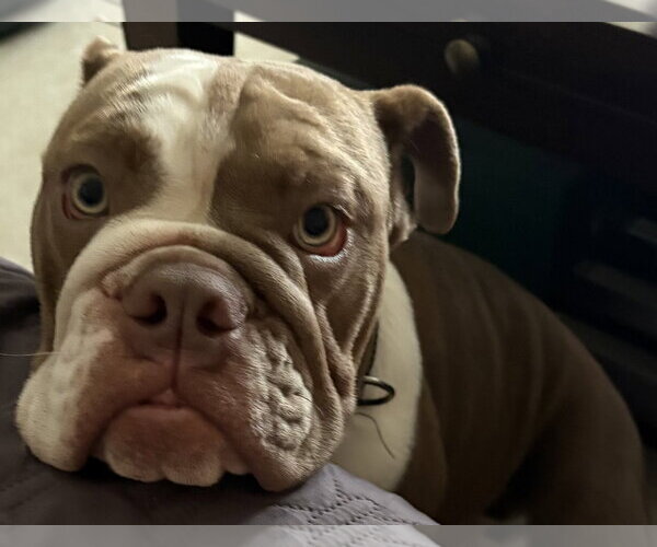 Medium Photo #10 Bulldog Puppy For Sale in Valrico, FL, USA