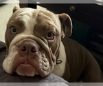 Small #9 Bulldog
